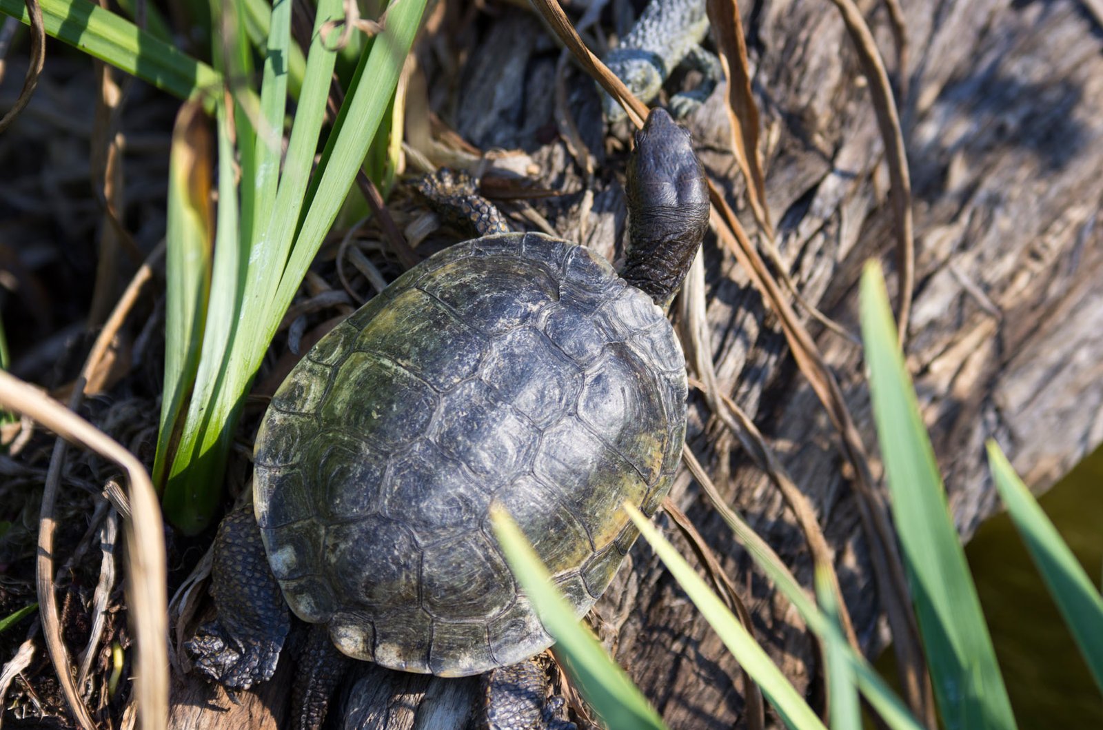 San Diego Zoo Part I 048